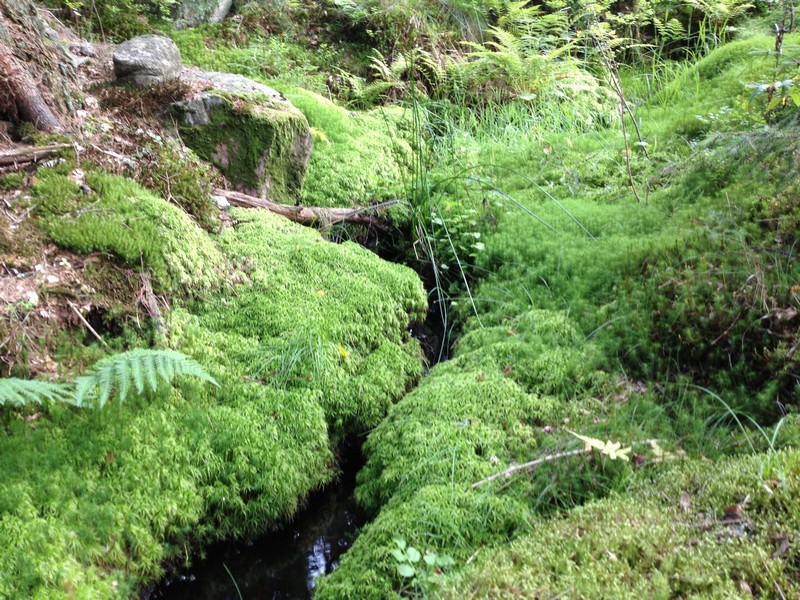 Trollbäck